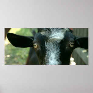 Young goat posing. poster