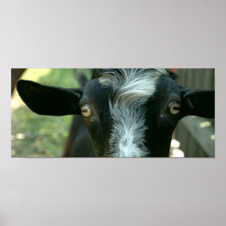 Young goat posing. poster