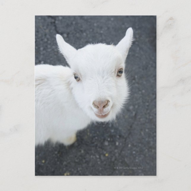 Young goat postcard (Front)