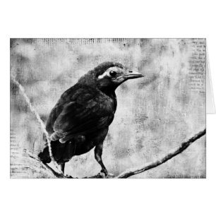 Young Grackle