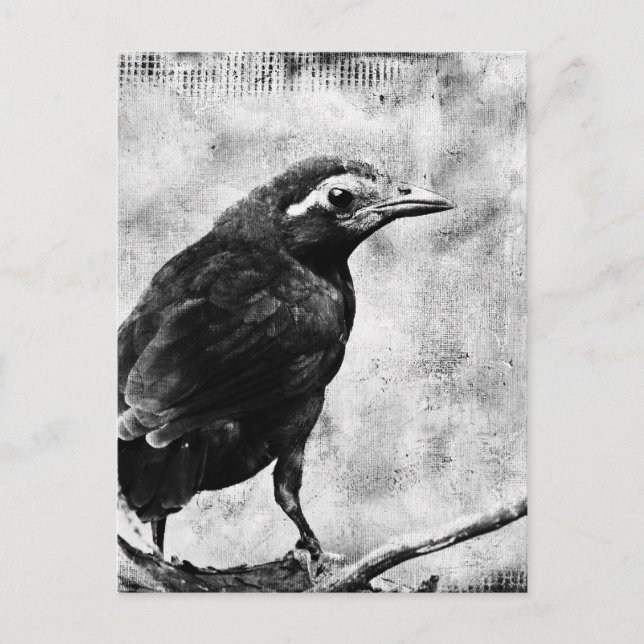 Young Grackle Postcard (Front)