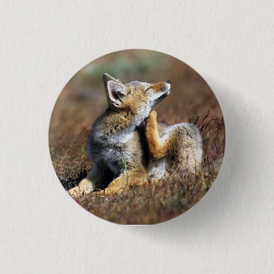 Young Gray Fox at Torres Del Paine National Park 3 Cm Round Badge