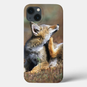 Young Gray Fox at Torres Del Paine National Park iPhone 13 Case