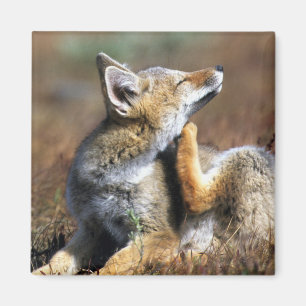 Young Gray Fox at Torres Del Paine National Park Magnet