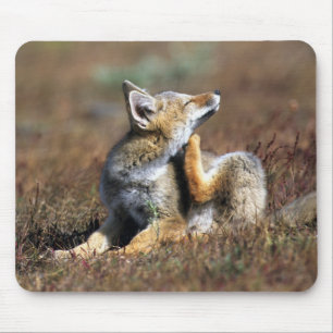Young Gray Fox at Torres Del Paine National Park Mouse Mat