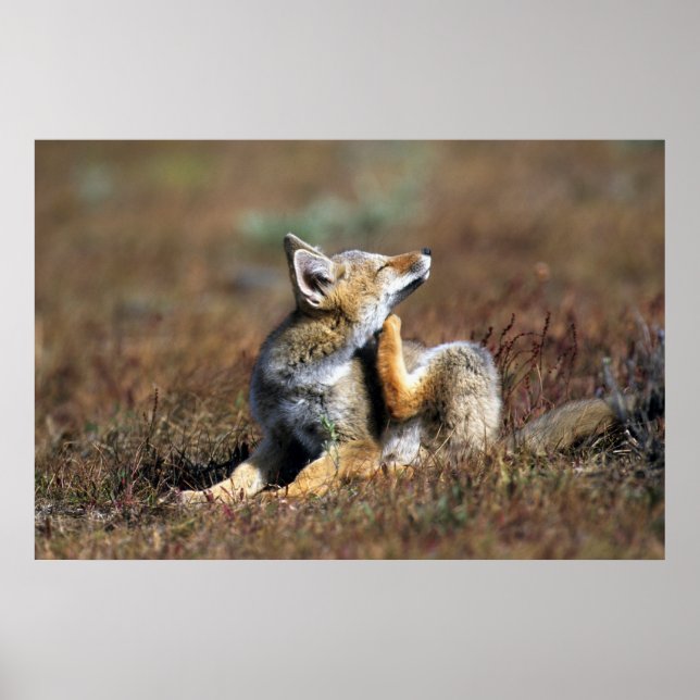 Young Gray Fox at Torres Del Paine National Park Poster (Front)