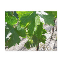 Young Green Grapes on the Vine in Spring