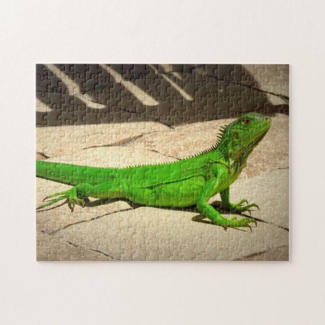 Young Green Iguana on Rock Path Jigsaw Puzzle (Horizontal)