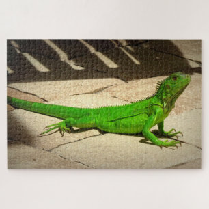 Young Green Iguana on Rock Path Jigsaw Puzzle
