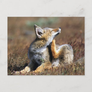 Young Grey Fox at Torres Del Paine National Park Postcard