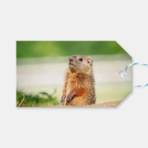 Young Groundhog Gift Tags