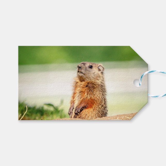 Young Groundhog Gift Tags (Front (Horizontal))