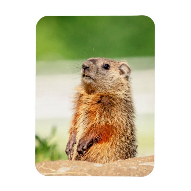 Young Groundhog Magnet (Vertical)