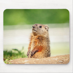 Young Groundhog Mouse Mat