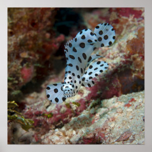 Young Grouper - Busy juvenile Fish at Coral Reef   Poster