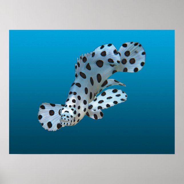 Young Grouper - Gradient blue background |  Poster (Front)