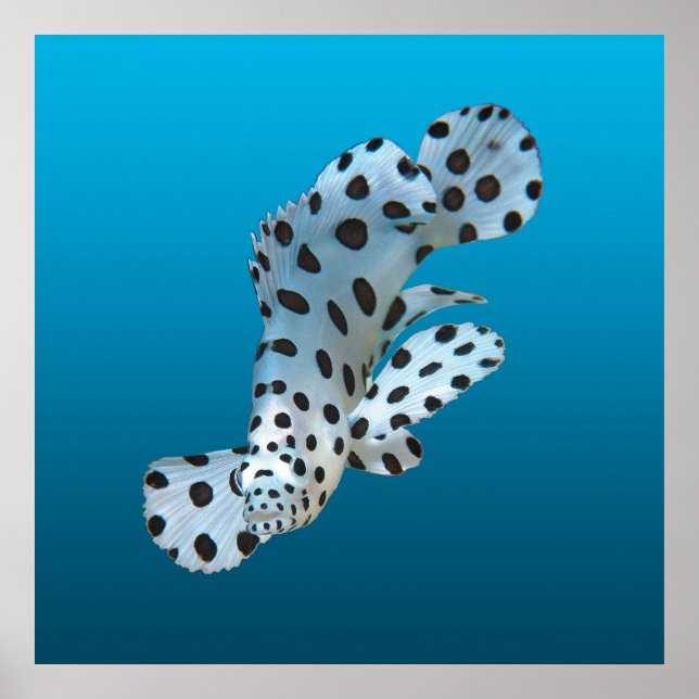 Young Grouper - Gradient blue background |  Poster (Front)
