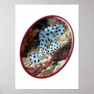 Young Grouper - Oval Photographic Design of Fish   Poster