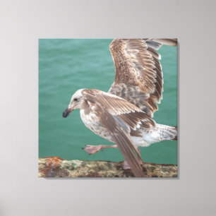 Young Gull Canvas Print