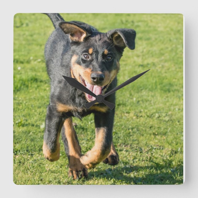Young happy Beauceron sheepdog running in the gras Square Wall Clock (Front)