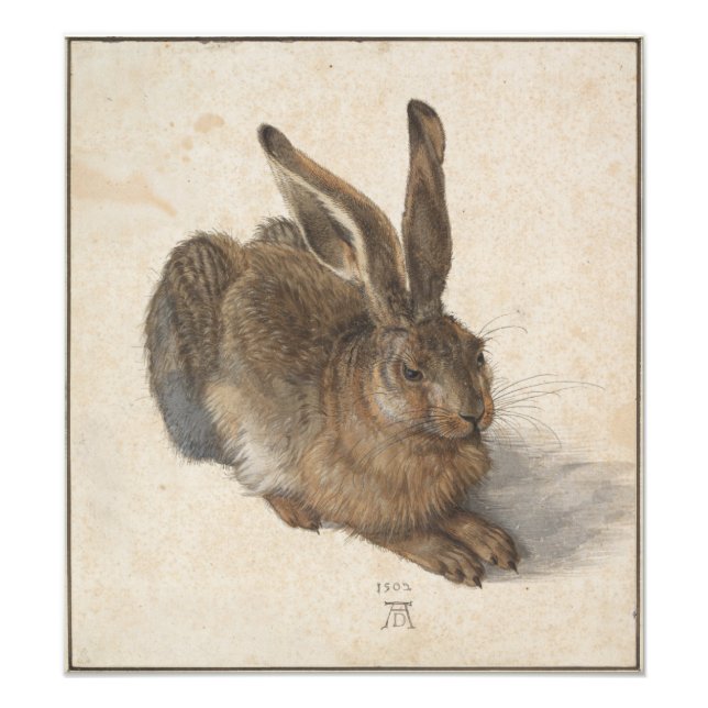 Young Hare by Albrecht Durer Photo Print (Front)