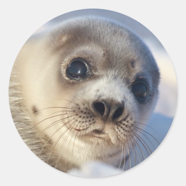 Young Harp Seal (Front)