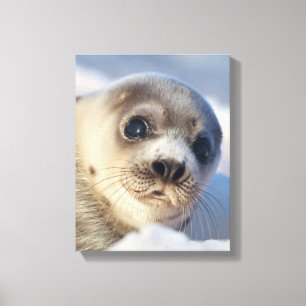 Young Harp Seal Canvas Print