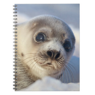 Young Harp Seal Notebook