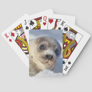 Young Harp Seal Playing Cards