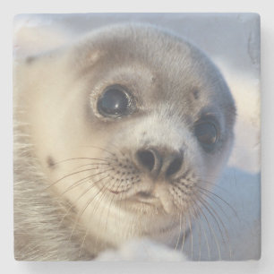 Young Harp Seal Stone Coaster
