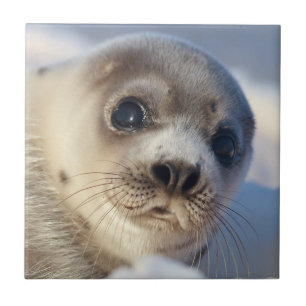 Young Harp Seal Tile