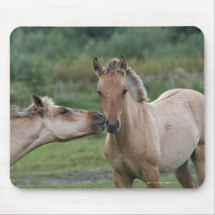 Young Henson horses encountering each other Mouse Mat