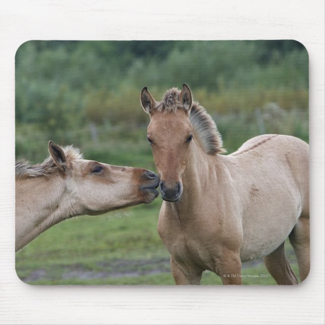 Young Henson horses encountering each other Mouse Mat (Front)