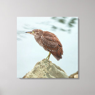Young Heron Canvas Print