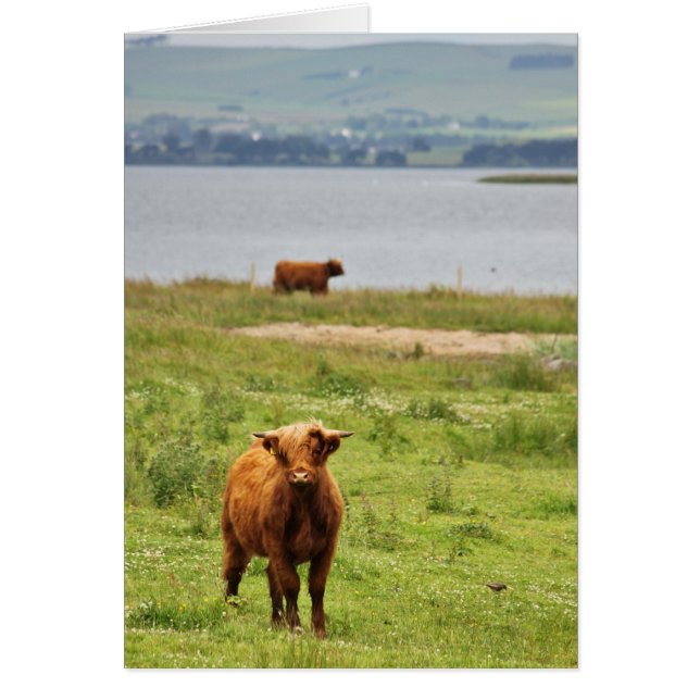 Young Highland Cow by Scottish Loch (Front)