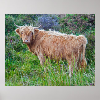 Young Highland Cow Print