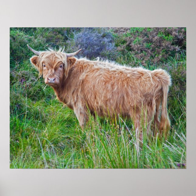 Young Highland Cow Print (Front)