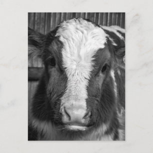 Young Holstein Dairy Bull Calf in Black and White Postcard