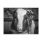 Young Holstein Dairy Bull Calf in Black and White