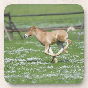 Young Horse Running Coaster