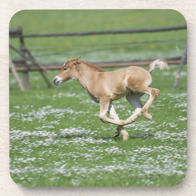 Young Horse Running Coaster (Front)