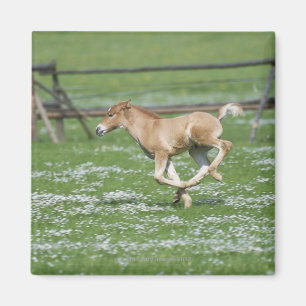 Young Horse Running Magnet