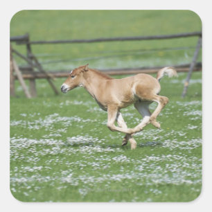 Young Horse Running Square Sticker