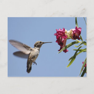 Young Hummingbird Postcard