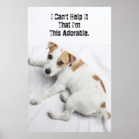 Young Jack Russell Terrier