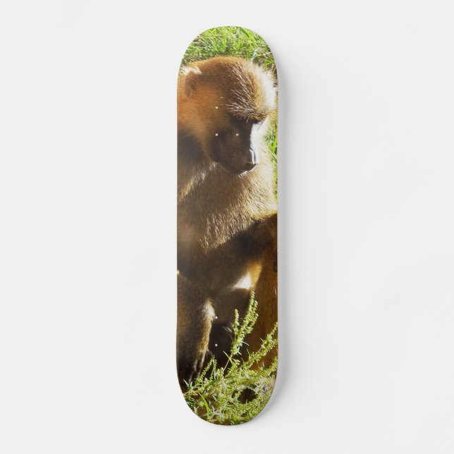 Young Juvenile Baboon Sitting and Looking Down Skateboard (Front)