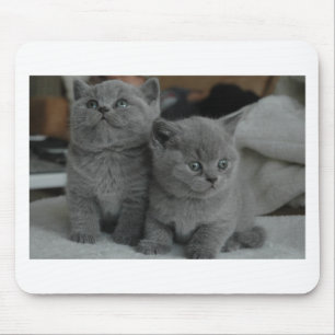 young kitten pet purr meow kitty cute cat mouse mat
