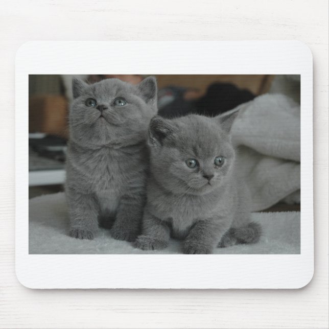 young kitten pet purr meow kitty cute cat mouse mat (Front)
