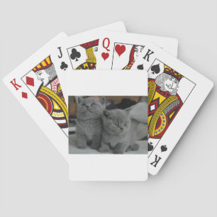 young kitten pet purr meow kitty cute cat playing cards