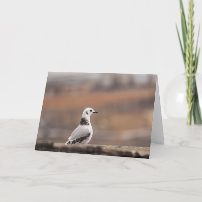 Young Kittiwake Seagul Nature Photo Card (Front)
